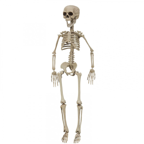 Skelett 76 cm i gruppen Hgtider / Halloween / Halloweendekoration hos PARTAJSHOP AB (90091-B193)