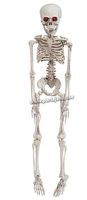 Skelett 50cm