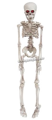 Skelett 50cm i gruppen Hgtider / Halloween / Halloweendekoration hos PARTAJSHOP AB (90090-U481)
