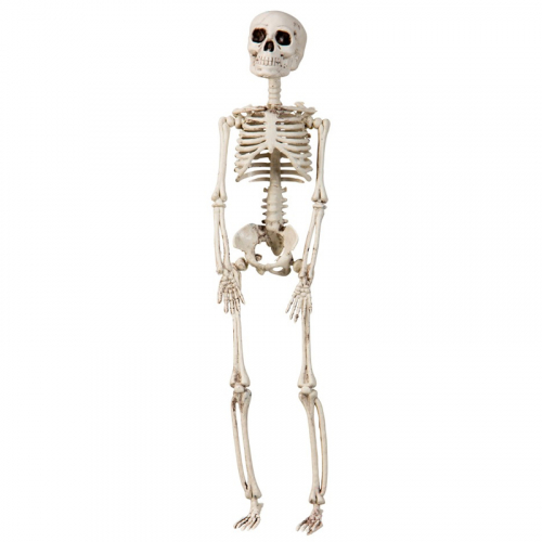 Skelett 29cm  i gruppen Hgtider / Halloween / Halloweendekoration hos PARTAJSHOP AB (96177)