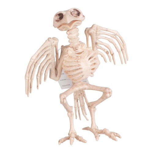 Skelett fgel i gruppen Hgtider / Halloween / Halloweendekoration hos PARTAJSHOP AB (97060)