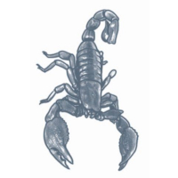 Tatuering Skorpion 