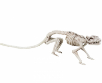 Rtta skelett