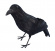Kråka Kråka