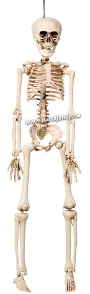 Skelett hängande