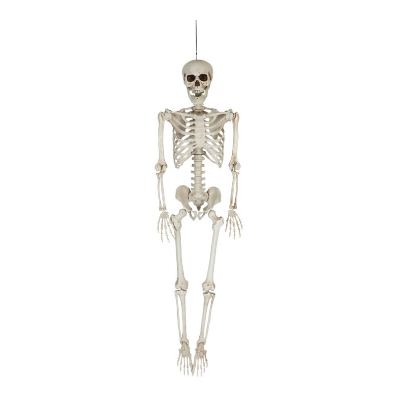 Skelett hängande 153 cm